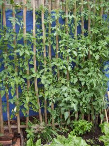 Tomatoes on trellis