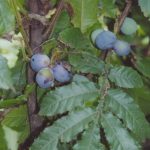 davidsons plum