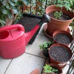 Satisfaction: pots filled, seeds sown, and ready for growing. Resist the temptation to start with too many pots because you still need space to move