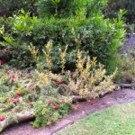 Bottom garden showing Melaleuca hypericifolia 'Uludullah Beacon', Eremopphila glabra, a blue plectranthus  and Callistemon 'Mary McKillop'