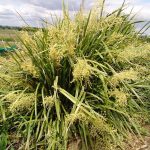 Lomandra hystrix 'Katie Belles'