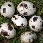 Quail_eggs Photo Magnus Manske