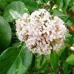 Flowers on the unknown tree