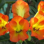 Vireya 'Tropic Glow'