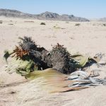 Welwitschia mirabilis