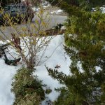 Witch Hazel and snow