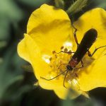 Braconid wasp on a Cinquefoil Credit Bryan Reynolds Used with permission