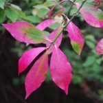 Euonymus alatus hot pink autumn foliage copy