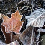 Frost photo supplied by informed farmers.com