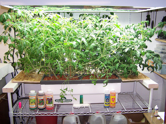 Indoor Hydroponic Gardening Tomatoes Make Aquaponics