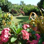 Ian and Judy Wintle's subtropical garden