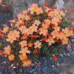 Oxalis cultivar