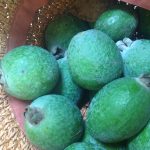 Ripe feijoas