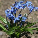 Squill (Scilla siberica) loving the sun