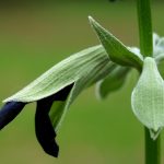 Salvia discolor (Andean Silver-leaf Sage)