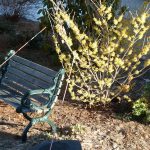 Witch-hazel without snow!