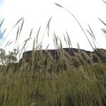 Miscanthus capensis