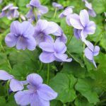 Viola hederacea 'Monga Magic'