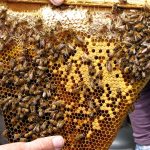 A section of honeycomb from a topbar hive