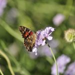 Magic in  the garden . . .  (2)