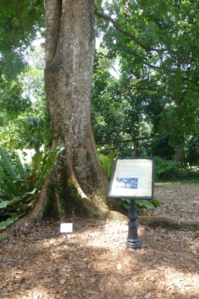 Dipterocarp buttressed trunk and ‘heritage tree’ sign