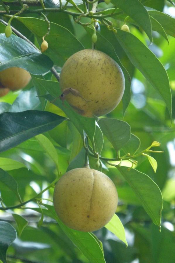 nutmeg (and mace) fruit, Myristica fragrans, Economic Collection