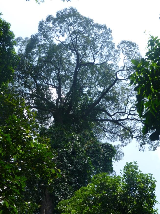 Towering canopy of a dipterocarp rainforest tree