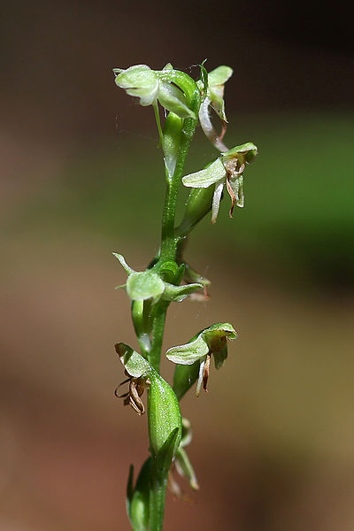 Platanthera obtusata