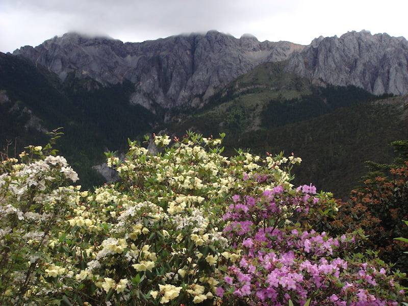 Rhododendron growing wild in Yunnan China