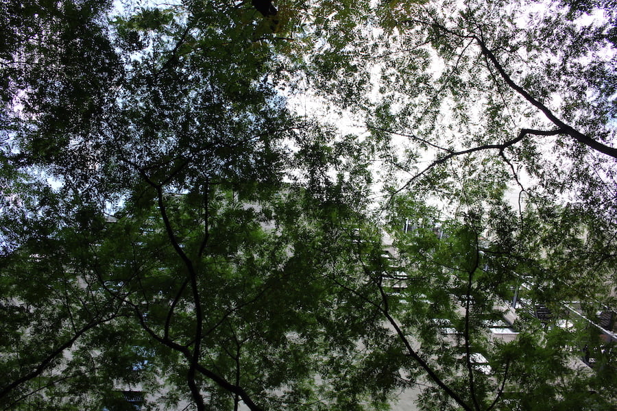 Paley Park NYC - looking up through the Gleditsia canopy