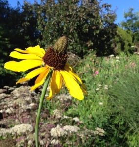 Rudbeckia maxima - ungainly but lovable