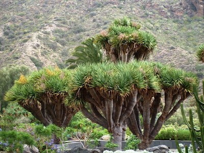 Dragon trees, Gran Canaria 1
