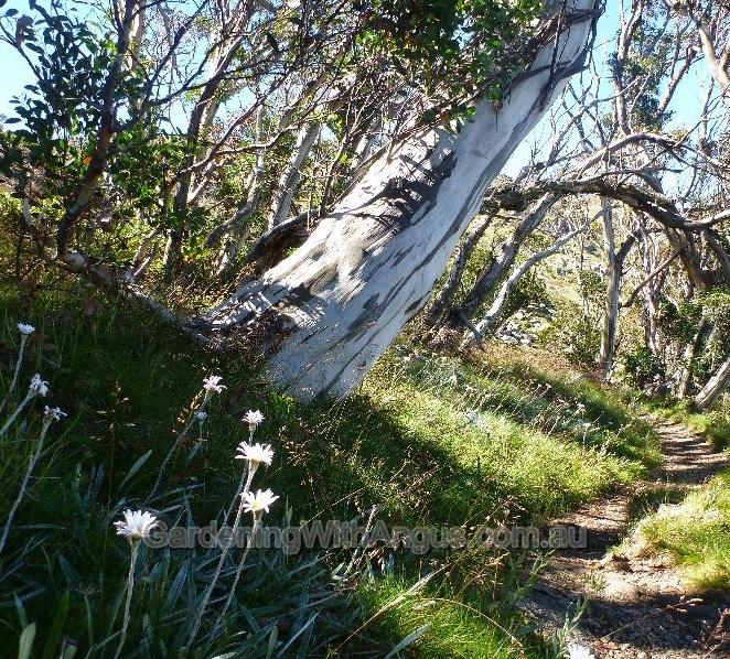 A tangle of snowgums on a protected slope