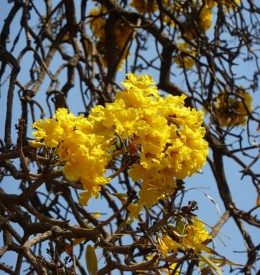 Golden bell tree, Tabebuia argentea in full bloom