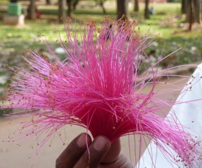 Tasselled pink flowers of the Bombax tree - Pachira insignae