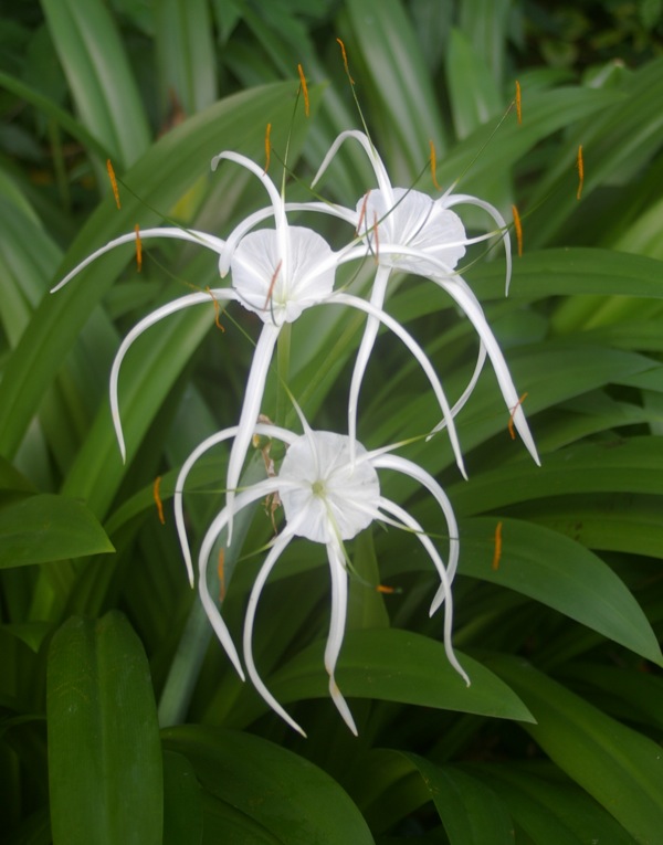 Image result for spider lily australia