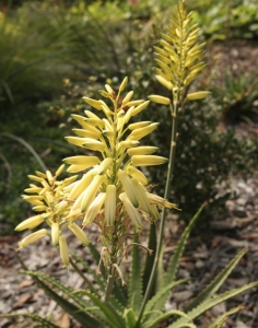 Aloe 'Bush Bay Yellow' is a low growing aloe with pretty lemon-yellow flowers & narrow, fresh green leaves