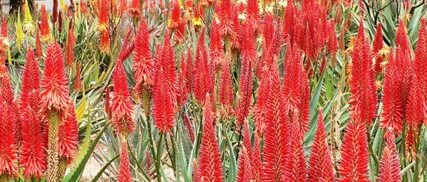 Magnificent vibrant red Aloe 'Super Red'