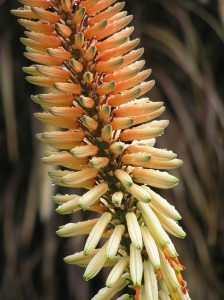 Aloe flowers last for weeks & come in pretty pastels too