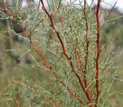 Red zig-zag stems & geometric leaves of Hakea trifurcata