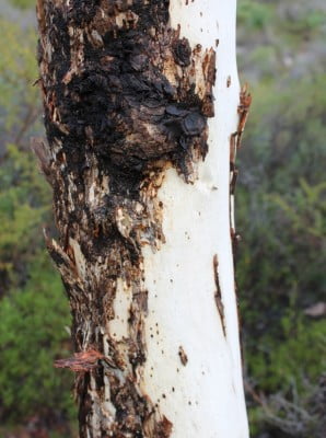 The rough black & smooth white bark of the wandoo, Eucalyptus wandoo