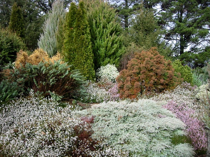 Mixed conifers & cool climate shrubs