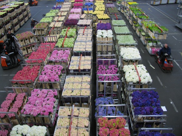 A tiny part of the Dutch Aalsmeer Flower Auction house, where 20 million flowers & 2 million pot plants are sold everyday