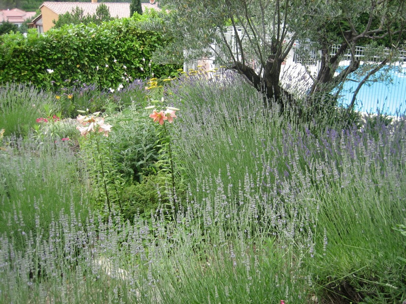 The olive forms a backdrop for soft cottage garden planting
