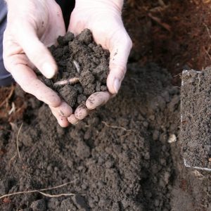GardenDrum lovely loam soil with earthworm