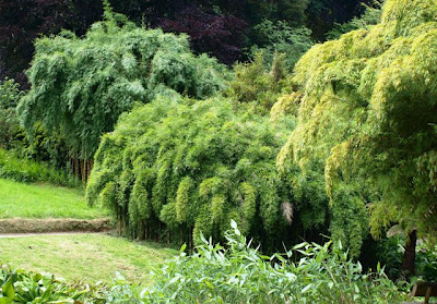 Bamboo at Trebah Garden