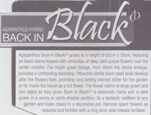 Agapanthus 'Back in Black' plant label