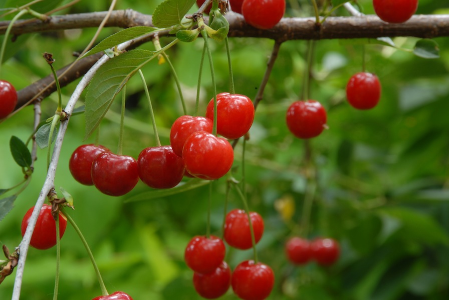 Beautiful rich red Kentish cherries