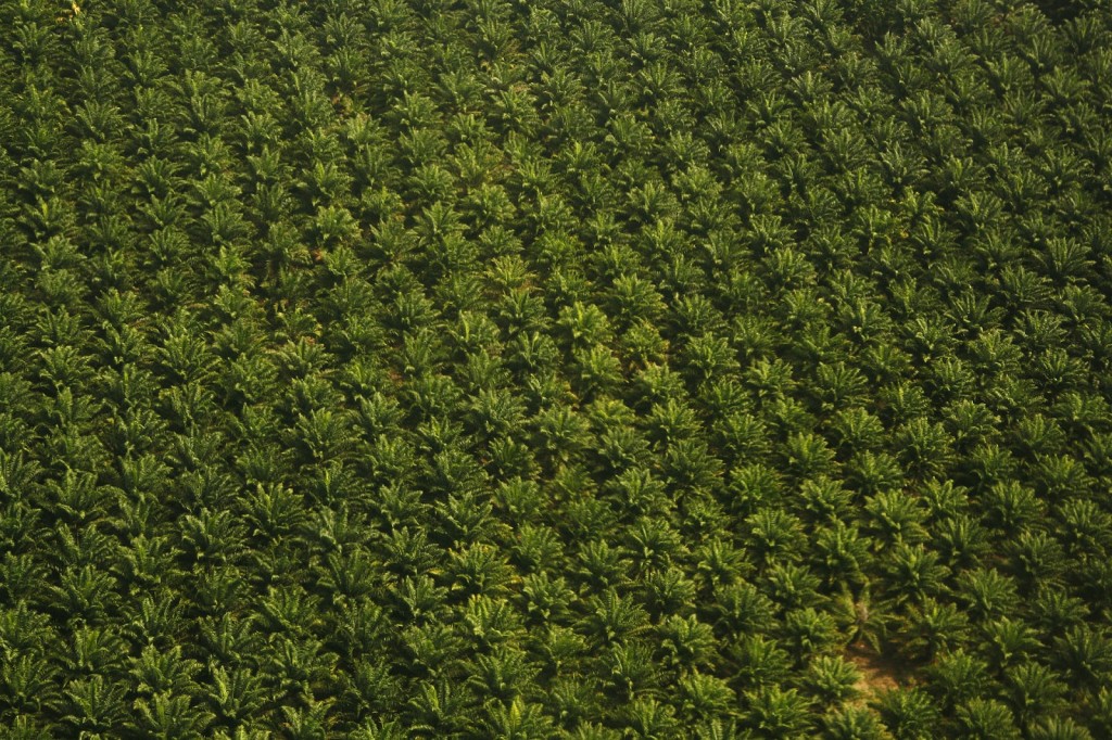 Palm oil plantations [Photo: ©2010 Bruce R Mitchell]