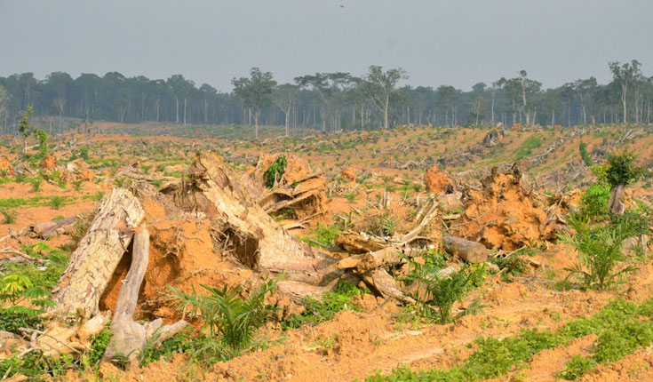 Destroyed palm oil plantation forest [Photo: WWF]